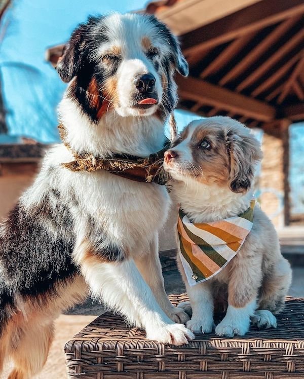 Cute Dogs (30 pics)