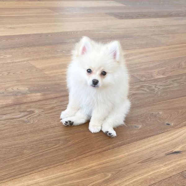 Cute Dogs (30 pics)
