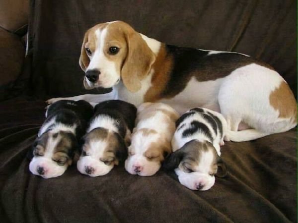 Cute Dogs (30 pics)