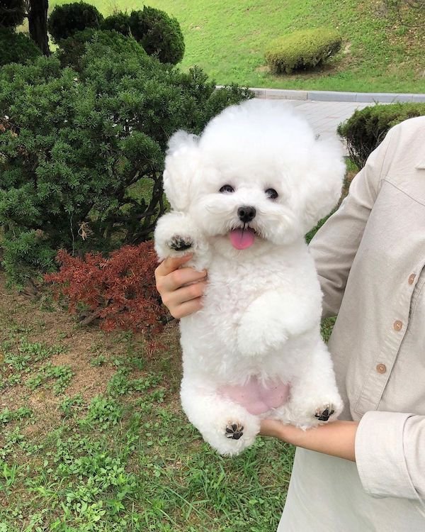 Cute Dogs (30 pics)