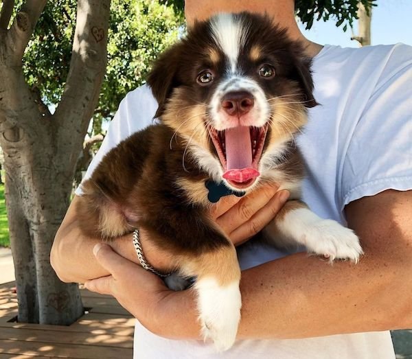 Cute Dogs (30 pics)