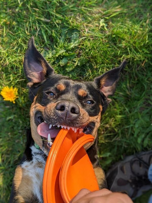 Cute Dogs (30 pics)