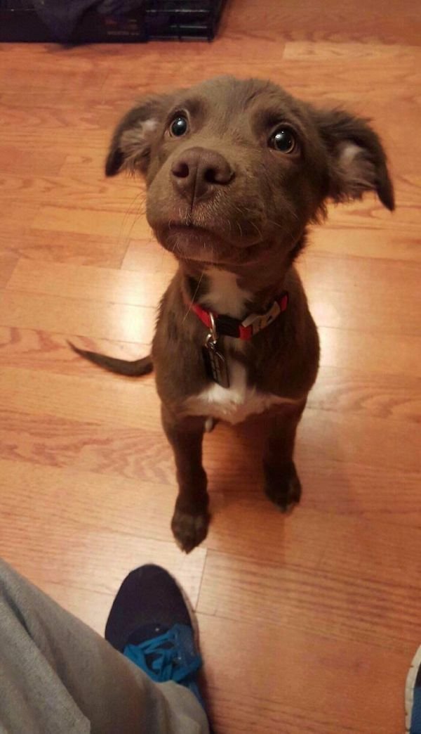 Cute Dogs (30 pics)