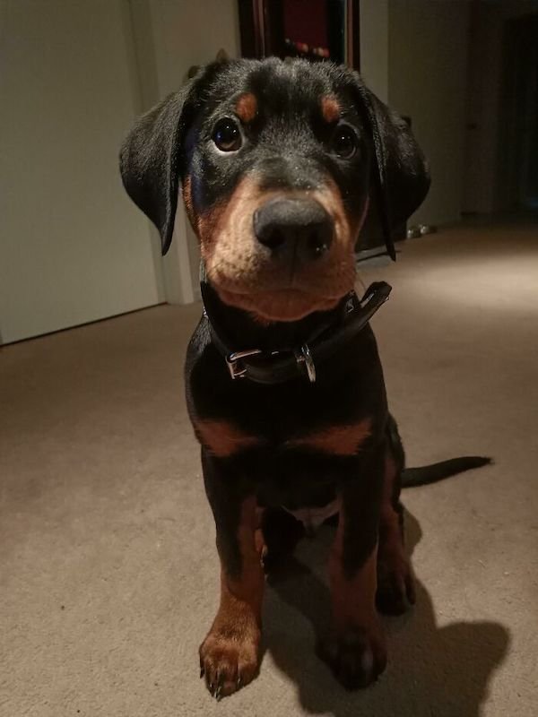 Cute Dogs (30 pics)