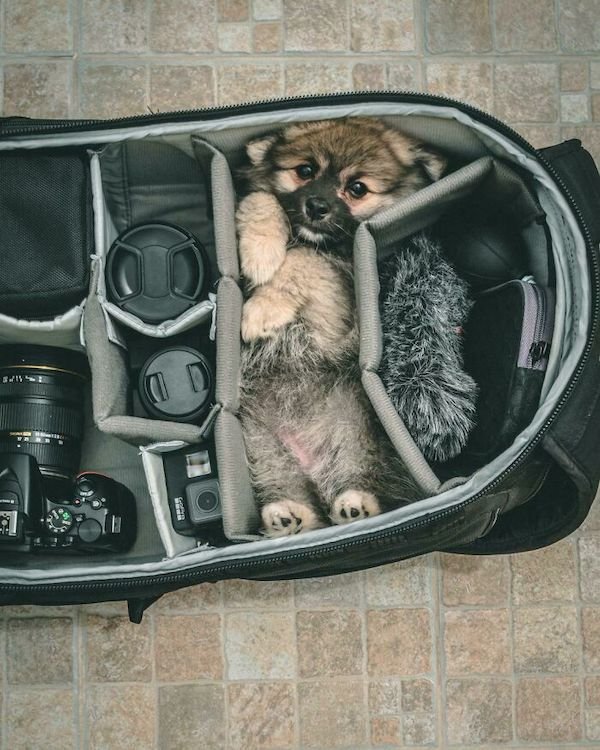 Cute Dogs (30 pics)