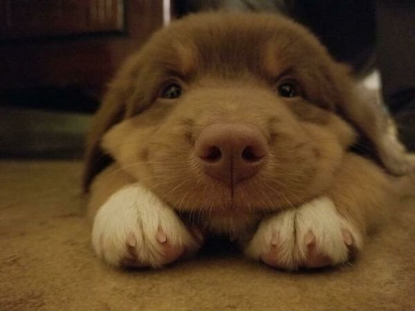 Cute Dogs (30 pics)