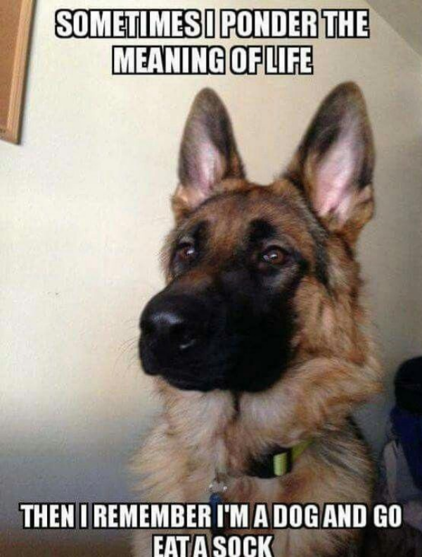True Memes (28 pics)