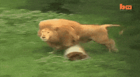 Acid Gifdump, November 1 (25 gifs)