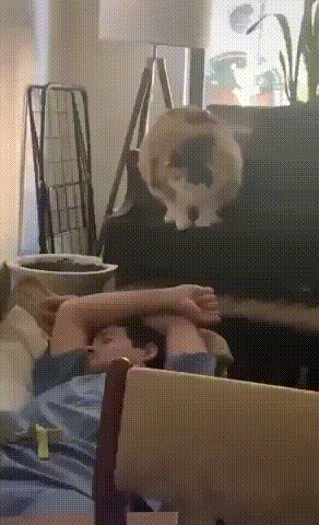 Acid Gifdump, November 1 (25 gifs)