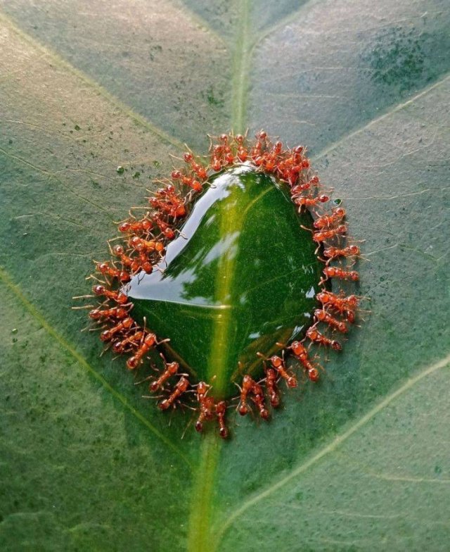 Acid Picdump 1 (89 pics)