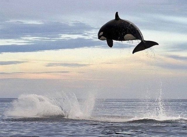 Acid Picdump 1 (89 pics)