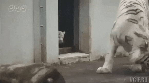 Acid Gifdump, November 2 (25 gifs)