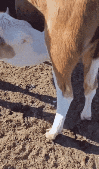 Acid Gifdump, November 2 (25 gifs)