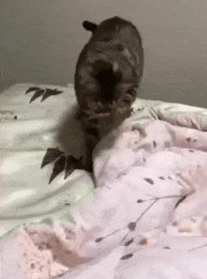 Acid Gifdump, November 2 (25 gifs)