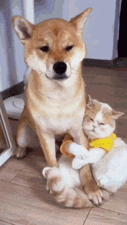 Acid Gifdump, November 2 (25 gifs)