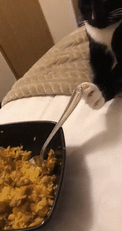 Acid Gifdump, November 2 (25 gifs)