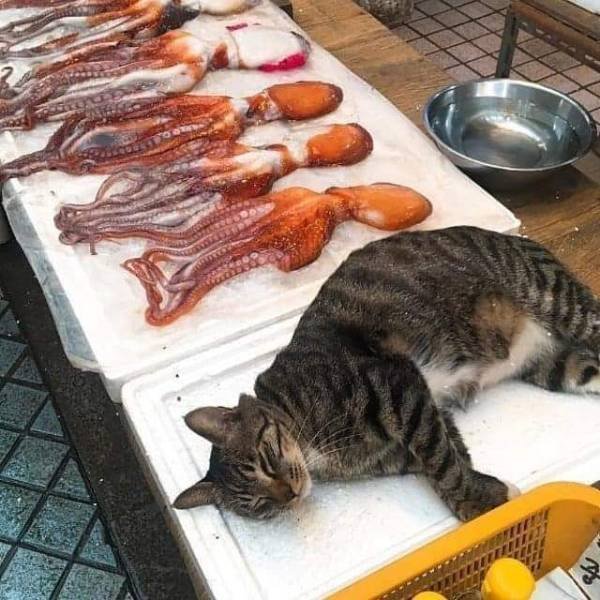 Acid Picdump 1 (86 pics)