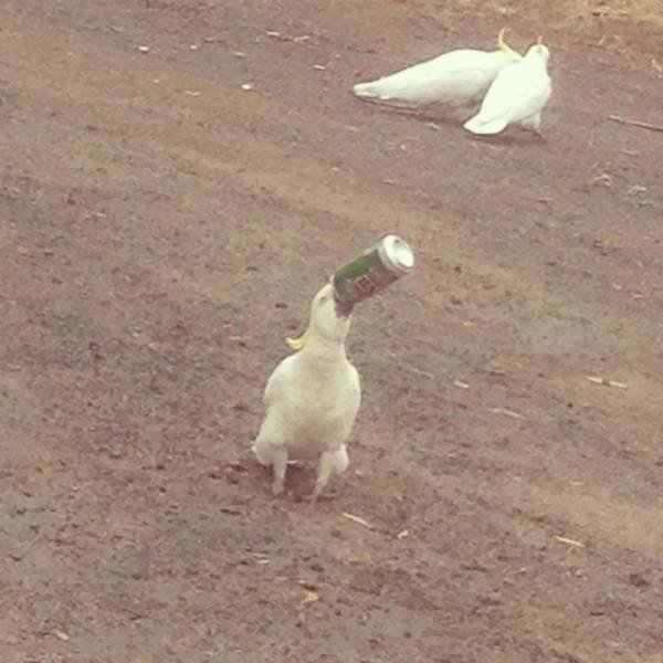 Acid Picdump 1 (86 pics)