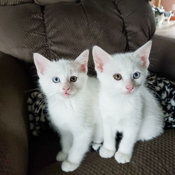 Cute Kittens (33 pics)