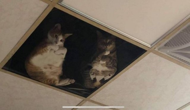 Wholesome Stories (37 pics)