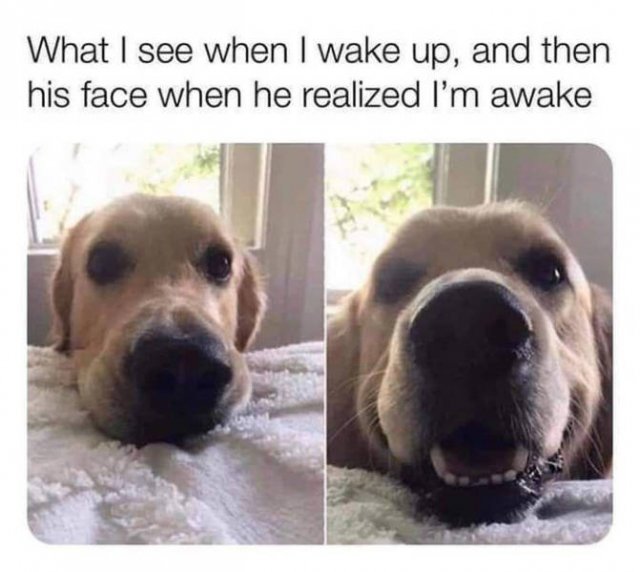 Wholesome Stories (37 pics)