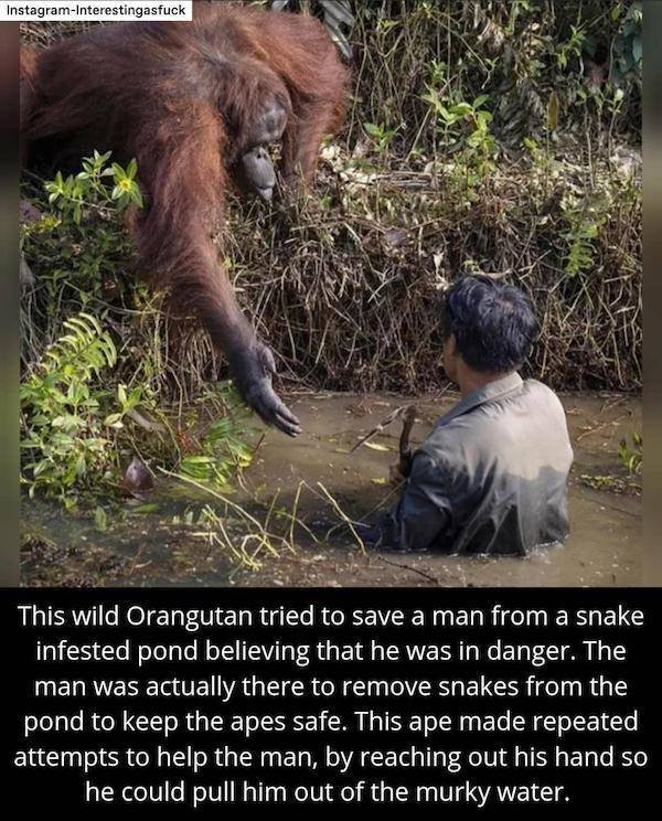 Wholesome Stories (37 pics)