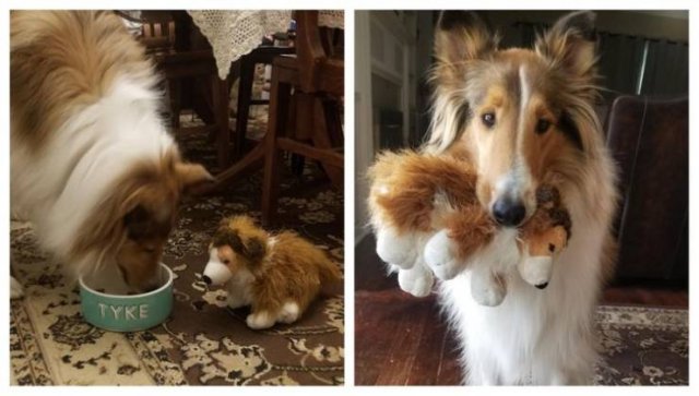 Wholesome Stories (37 pics)