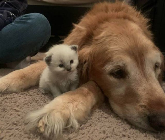 Wholesome Stories (37 pics)