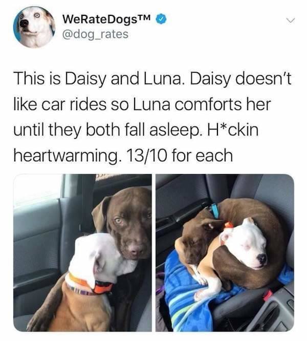 Wholesome Stories (37 pics)