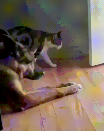 Acid Gifdump, November 3 (25 gifs)