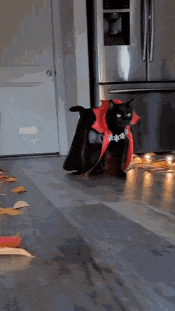 Acid Gifdump, November 3 (25 gifs)