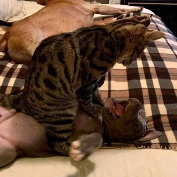 Almost Nailed It (41 pics)