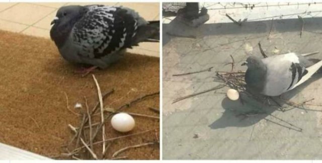 Almost Nailed It (41 pics)