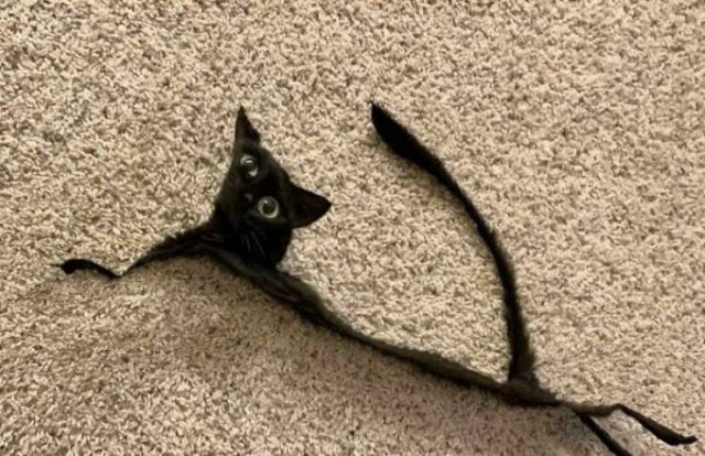 Almost Nailed It (41 pics)