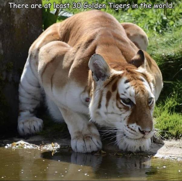 Acid Picdump 2 (86 pics)