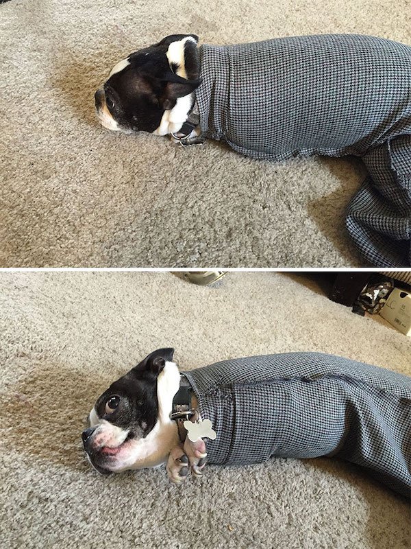 Funny Animals (40 pics)