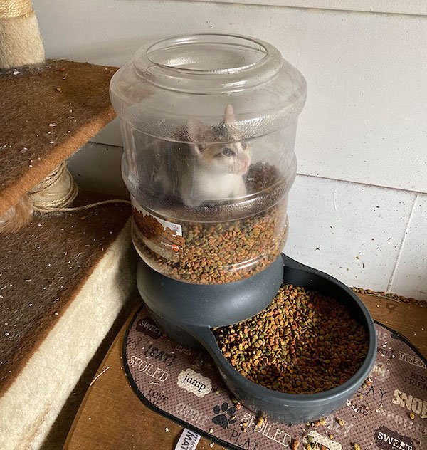 Funny Animals (40 pics)