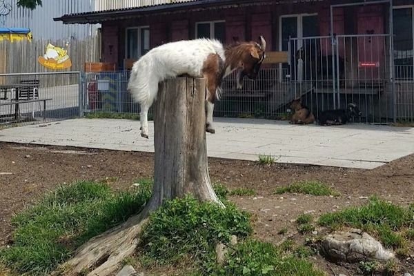 Funny Animals (40 pics)