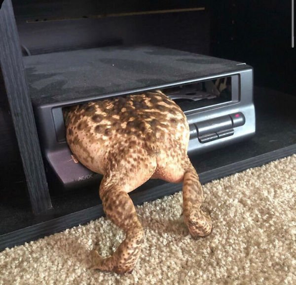 Funny Animals (40 pics)