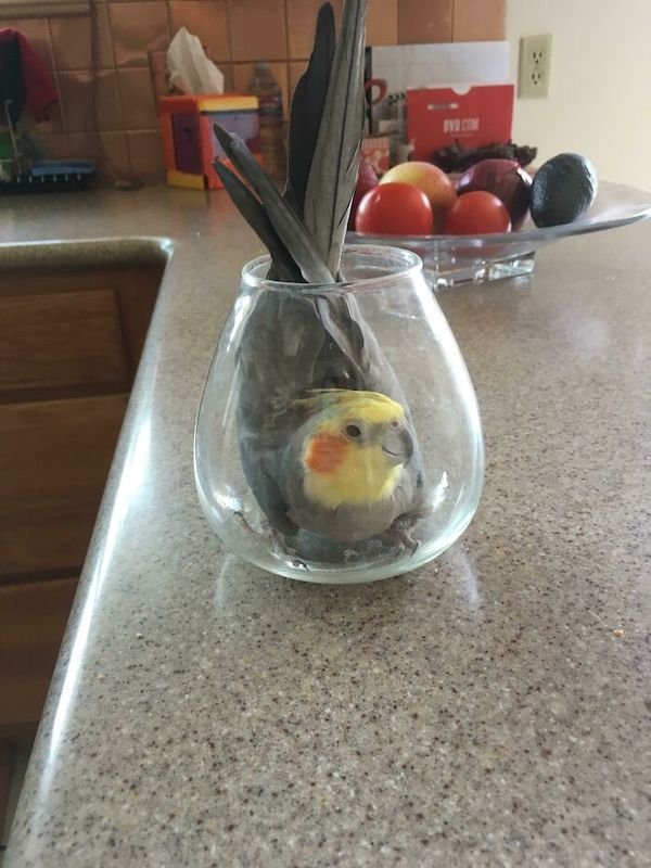 Funny Animals (40 pics)