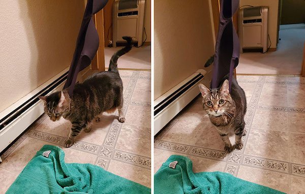 Funny Animals (40 pics)