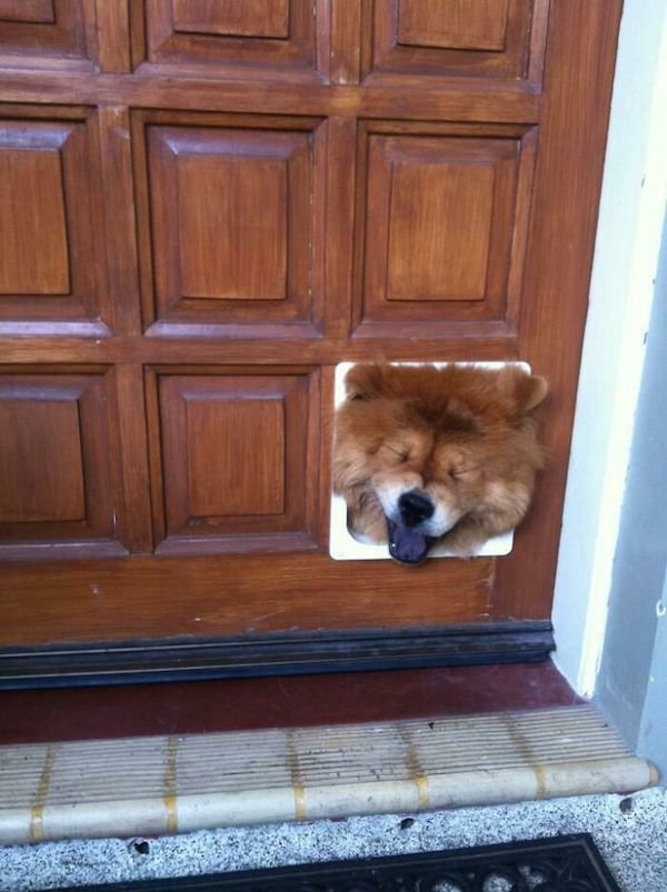 Funny Animals (40 pics)