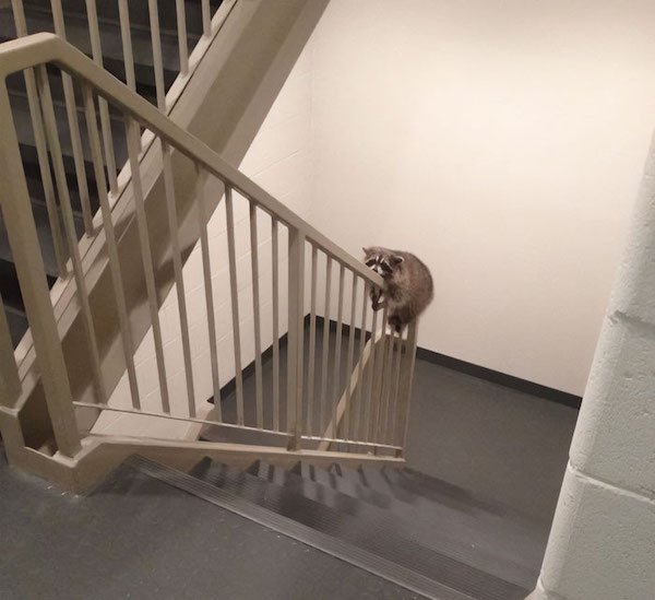 Funny Animals (40 pics)