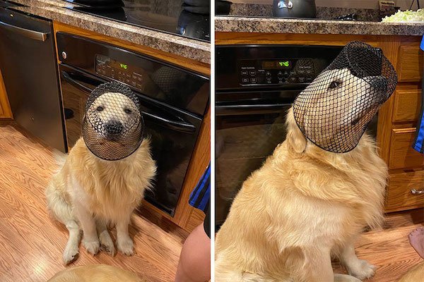 Funny Animals (40 pics)