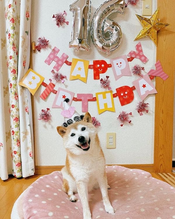The Doge Meme Dog Turns 16 This Year (6 pics)