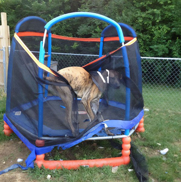 Funny Animals (40 pics)