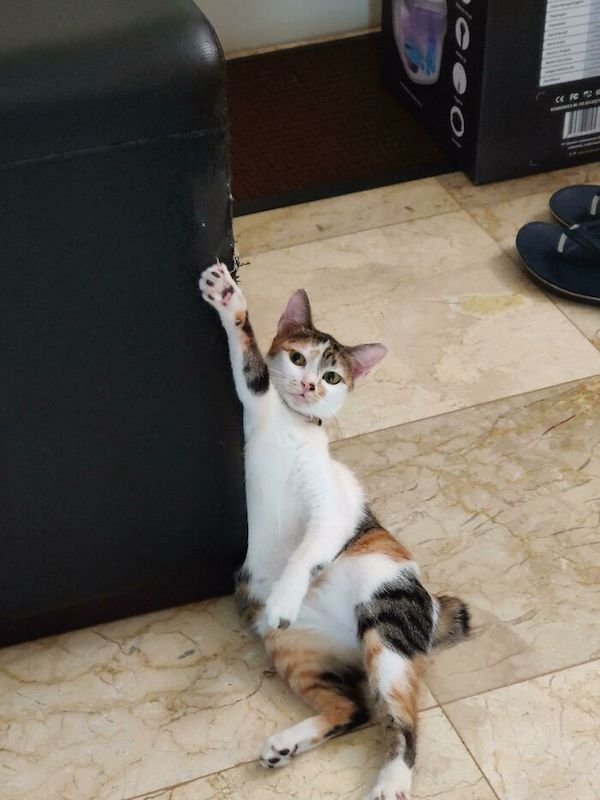 Funny Animals (40 pics)