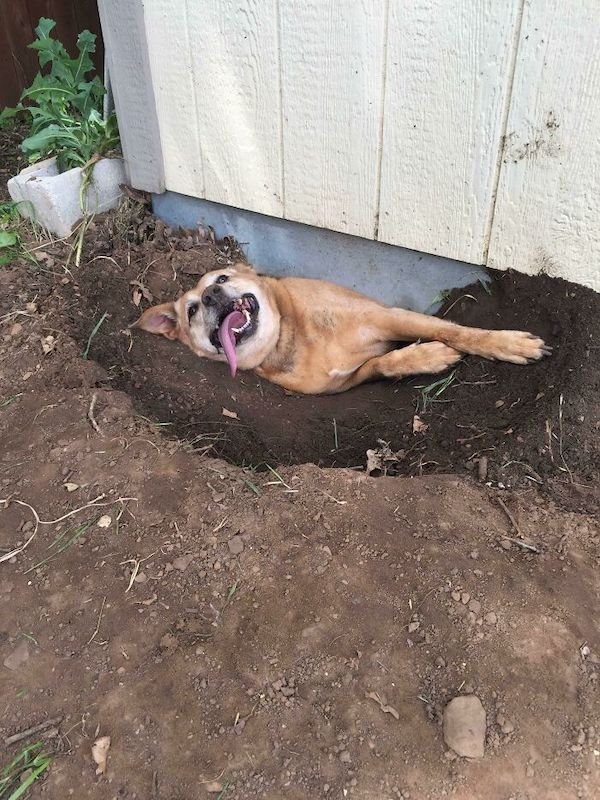 Funny Animals (40 pics)