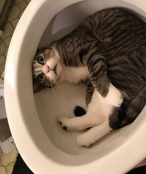 Funny Animals (40 pics)