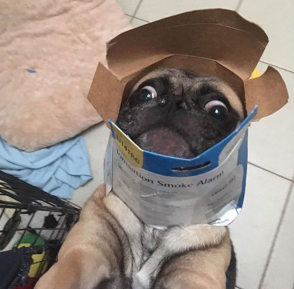 Funny Animals (40 pics)